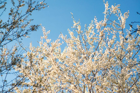 在初春的樱桃树。春天背景与 bokeh