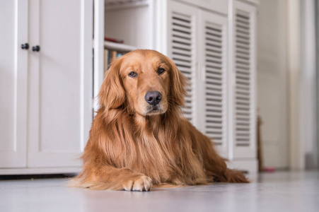 金毛猎犬，躺在地上