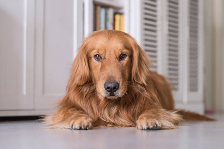 金毛猎犬，躺在地上