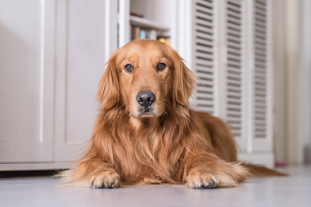 金毛猎犬，躺在地上