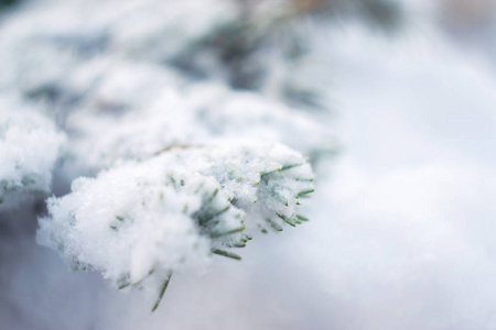 雪上的圣诞树树枝