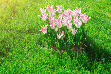 郁金香盛开的花场，绿草茵茵的美丽春天花园。在背光温暖的日光光。春天的概念