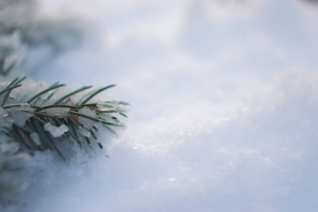 雪上的圣诞树树枝