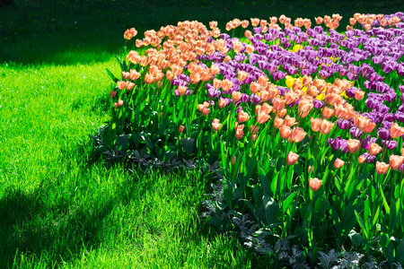 绿草在背光郁金香盛开的花场,绿草茵茵的美丽春天花园.