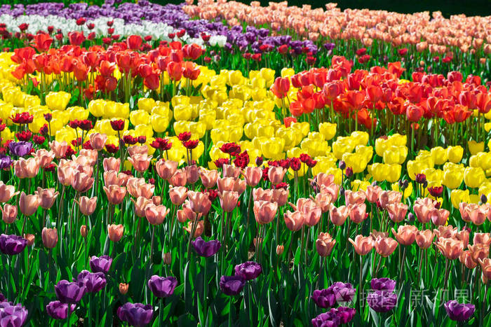 郁金香盛开的花场,绿草茵茵的美丽春天花园.在背光温暖的日光光.