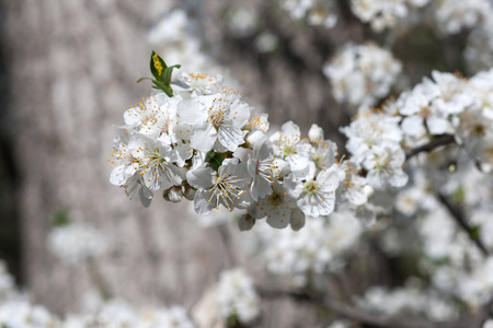 白色春花的梅树