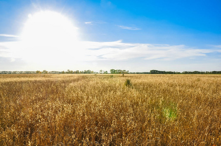 俄罗斯，西伯利亚景观。金色的田野的小麦和太阳在蓝蓝的天空