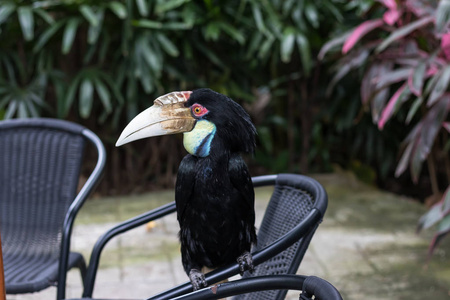 关闭了多彩龙骨巨嘴鸟热带鸟在印度尼西亚巴厘岛动物园