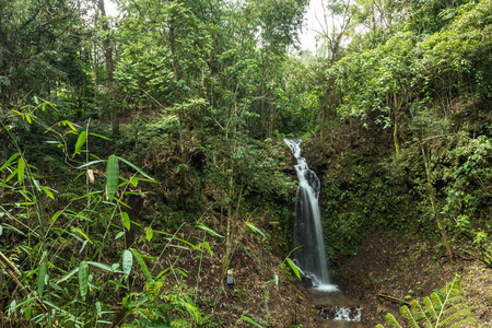 美丽的瀑布在绿色的森林在热带巴厘岛, 印度尼西亚的丛林。巴厘岛以北。雨林场景