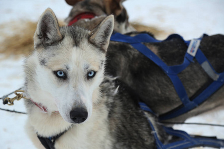 西伯利亚雪橇犬在芬兰的拉普兰 Musher 营地