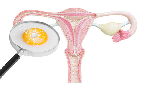 精子和卵子在受精孤立与剪切路径的白色背景上