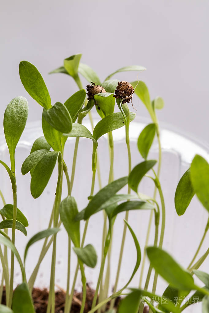 绿芽苗出现从土壤