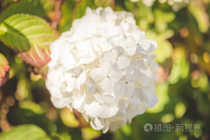 夏日白天的白花丛照片 正版商用图片0y0u54 摄图新视界 夏日白天的白花丛照片 正版商用图片0y0u54 摄图新视界
