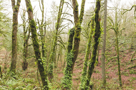 郁郁葱葱的绿色森林中的树木图片