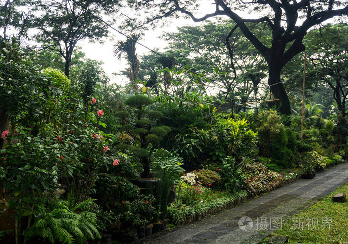 不同种类的植物和花卉状的小丛林和出售由花店照片摄于印度尼西亚