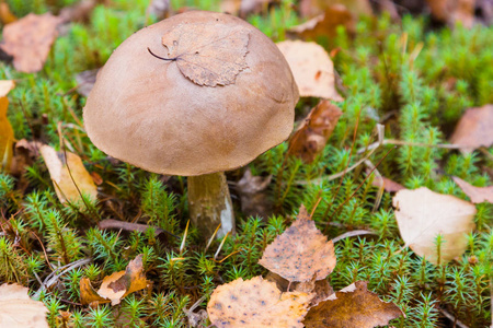 s cap skin in the grass in the autumn day