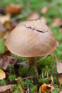 s cap skin in the grass in the autumn day