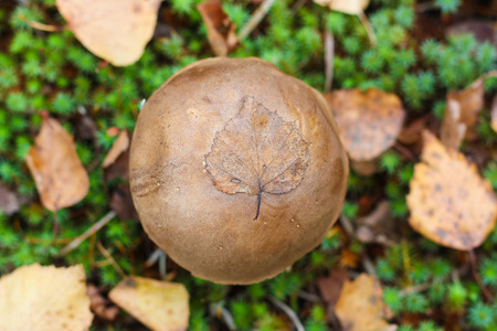 s cap skin in the grass in the autumn day