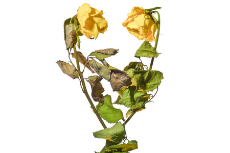 心的形状与干黄玫瑰