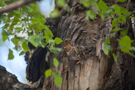 饥饿的小鸟儿在树上的鸟巢图片