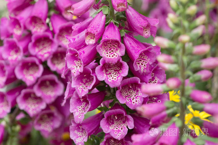 坎特伯雷的响铃花在充分的绽放