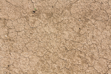 干旱中的土壤裂缝