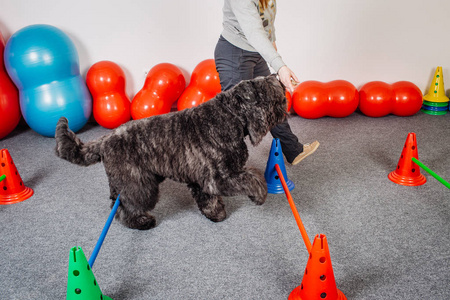 讲师风采狗在健身俱乐部的训练照片