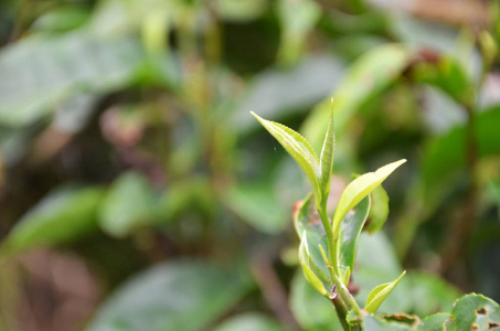 马来西亚金马仑高原的茶叶