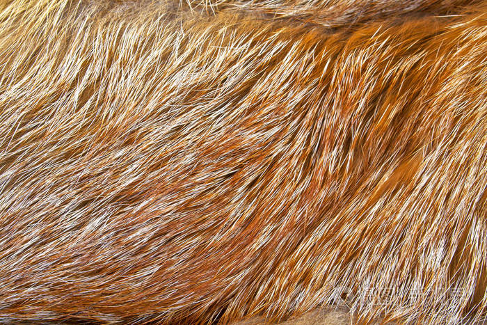 纹理的红狐狸皮毛关闭了