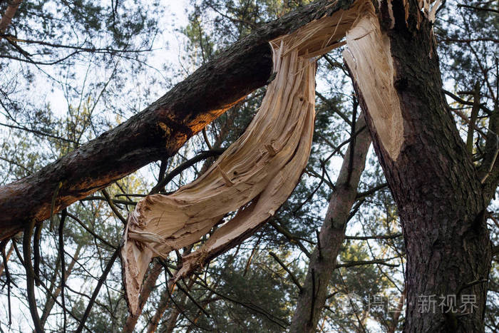 森林里的风树旁的照片