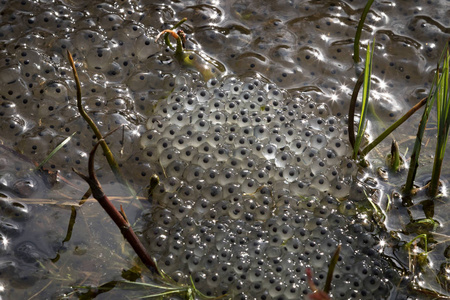 在挪威克里斯蒂扬桑的一个青蛙池塘里, 新产下的青蛙蛋来自欧洲常见的