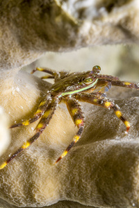 条带状执着螃蟹，Mithrax cinctimanus