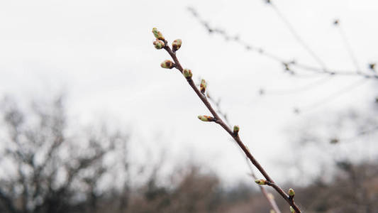 春天的花蕾在树上特写。盛开的果树。浅对焦