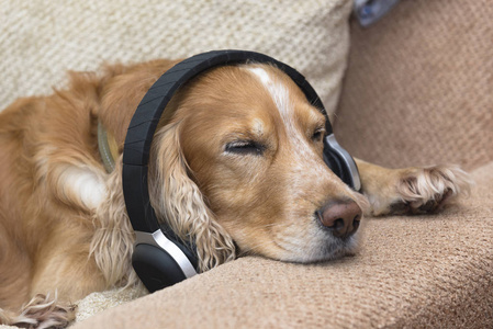 一只狗听耳机的表情包图片
