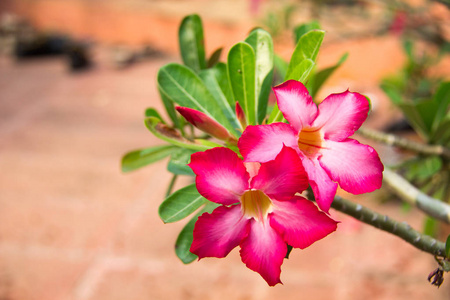 红花，杜鹃花..杜鹃花