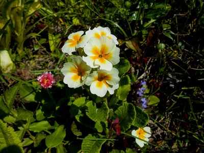 新鲜的花园潘西和雏菊花
