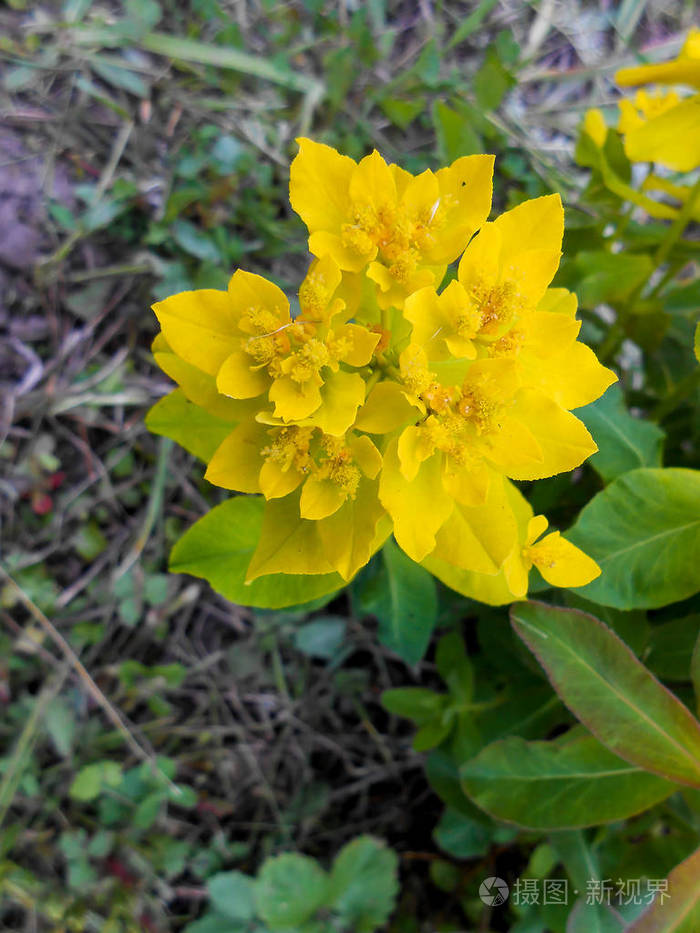 黄大戟花在草地上