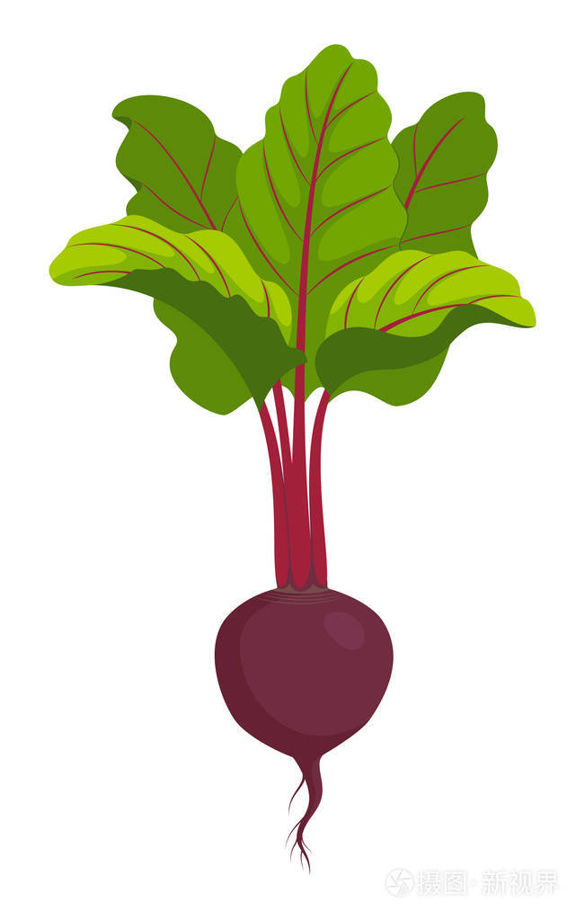 孤立的甜菜矢量图