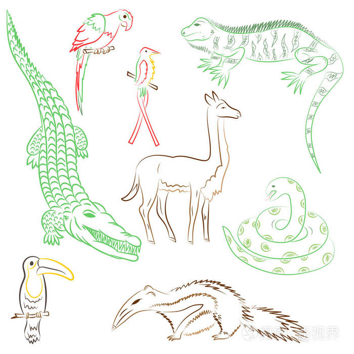 插画 南美洲的多彩手绘动物.