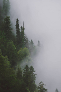 山地森林在雾中