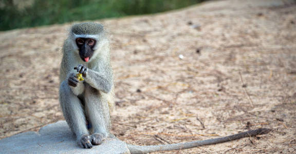 在南非的野生动物自然和猴子