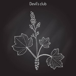 魔鬼的俱乐部或手杖刺 horridus，药用植物