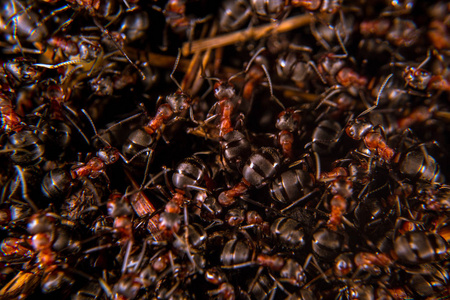 红色的木头蚂蚁在靠近