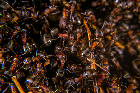 红色的木头蚂蚁在靠近