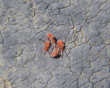 天鹅绒螨关闭大红色天鹅绒螨或龙舌兰科.照片