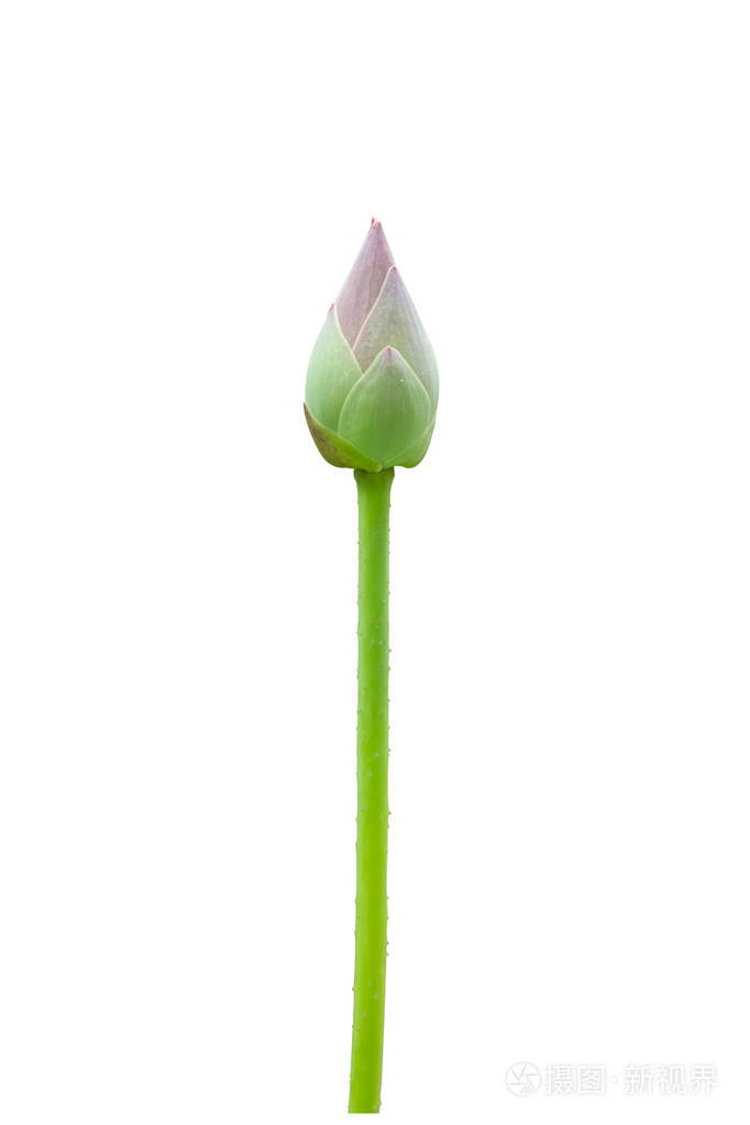 莲花蓓蕾孤立在白色背景上剪切路径我