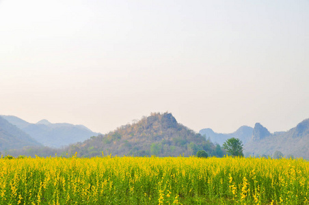 黄色花卉场与山