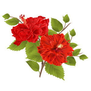 两个红芙蓉干热带花卉白色背景复古矢量