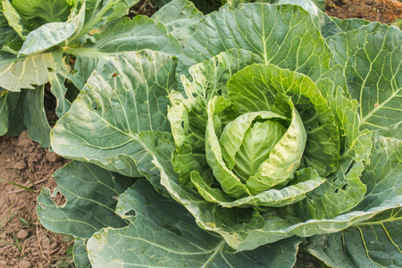 新鲜绿色菜心图片