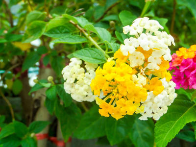 兰塔纳五颜六色的白色黄色色调美丽的花